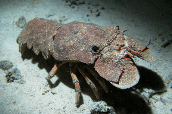  Scyllarides latus (Cape Town Lobster, Mediterranean Slipper Lobster)